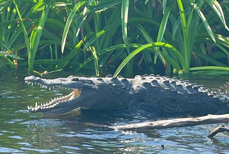 Fotografia de un cocodrilo del Cocodrilario de Kiekari